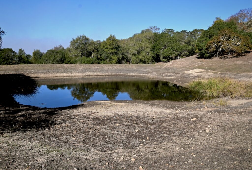 Water Flowing, Ponds Filling – Sonoma Mountain Ecology Notes