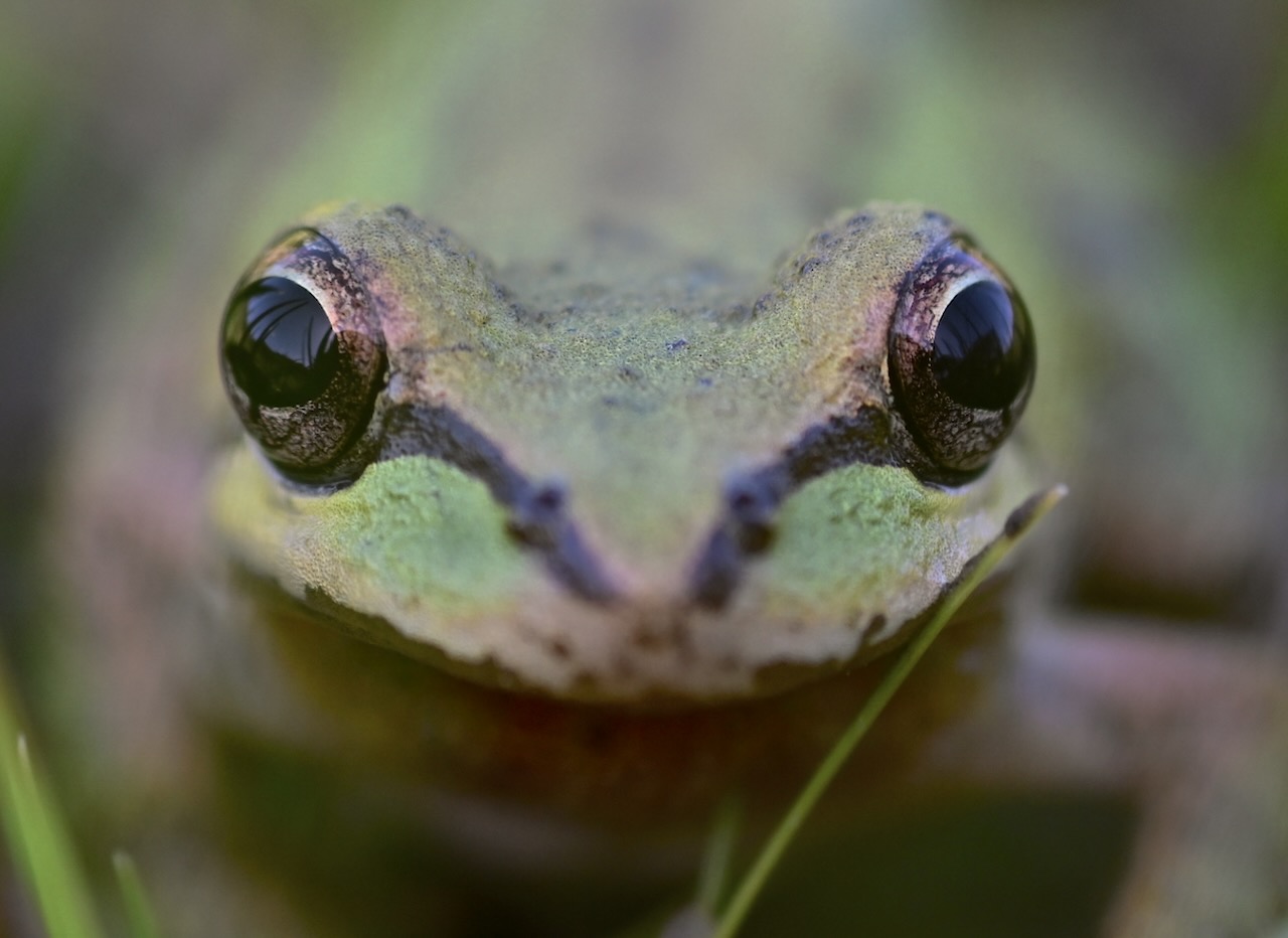 Frog Eye View – Sonoma Mountain Ecology Notes